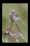 Paragomphus genei, thumbnail 13 / 20