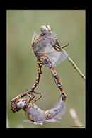 Paragomphus genei, thumbnail 14 / 20
