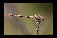 Paragomphus genei, thumbnail 17 / 20