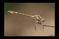 Paragomphus genei, thumbnail 18 / 20