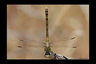 Paragomphus genei, thumbnail 19 / 20