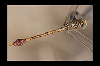 Paragomphus genei, thumbnail 20 / 20