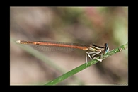 Platycnemis acutipennis, thumbnail 3 / 20