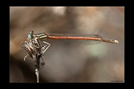 Platycnemis acutipennis, thumbnail 7 / 20