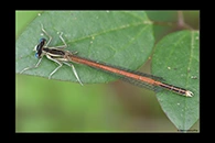 Platycnemis acutipennis, thumbnail 18 / 20