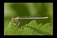 Platycnemis latipes, thumbnail 2 / 20