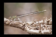 Platycnemis latipes, thumbnail 3 / 20