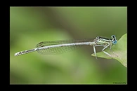 Platycnemis latipes, thumbnail 6 / 20