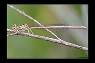 Platycnemis latipes, thumbnail 7 / 20