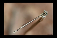 Platycnemis latipes, thumbnail 8 / 20