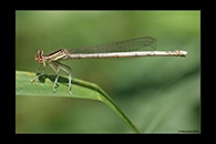 Platycnemis latipes, thumbnail 9 / 20