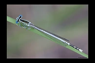 Platycnemis latipes, thumbnail 13 / 20