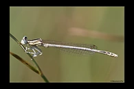 Platycnemis latipes, thumbnail 14 / 20