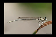 Platycnemis latipes, thumbnail 15 / 20
