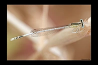 Platycnemis latipes, thumbnail 17 / 20