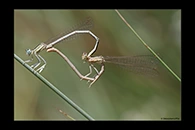 Platycnemis latipes, thumbnail 18 / 20