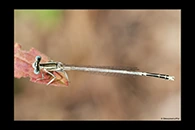 Platycnemis latipes, thumbnail 20 / 20
