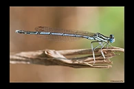 Platycnemis pennipes, thumbnail 1 / 20