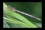 Platycnemis pennipes, thumbnail 6 / 20