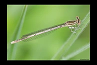 Platycnemis pennipes, thumbnail 15 / 20