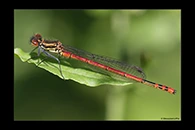 Pyrrhosoma elisabethae, thumbnail 2 / 20