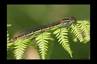 Pyrrhosoma elisabethae, thumbnail 3 / 20