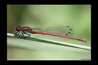 Pyrrhosoma elisabethae, thumbnail 7 / 20