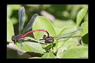 Pyrrhosoma elisabethae, thumbnail 8 / 20