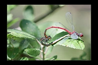 Pyrrhosoma elisabethae, thumbnail 9 / 20