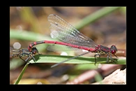 Pyrrhosoma elisabethae, thumbnail 10 / 20
