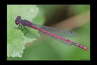 Pyrrhosoma elisabethae, thumbnail 11 / 20