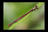Pyrrhosoma elisabethae, thumbnail 14 / 20
