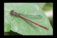 Pyrrhosoma elisabethae, thumbnail 16 / 20