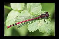 Pyrrhosoma elisabethae, thumbnail 18 / 20