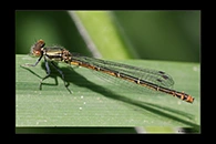 Pyrrhosoma elisabethae, thumbnail 19 / 20
