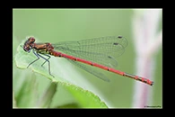 Pyrrhosoma elisabethae, thumbnail 20 / 20
