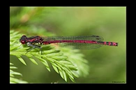 Pyrrhosoma nymphula, thumbnail 1 / 20