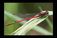 Pyrrhosoma nymphula, thumbnail 4 / 20