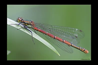 Pyrrhosoma nymphula, thumbnail 10 / 20