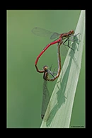 Pyrrhosoma nymphula, thumbnail 15 / 20