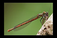Pyrrhosoma nymphula, thumbnail 17 / 20