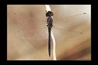 Selysiothemis nigra, thumbnail 4 / 20