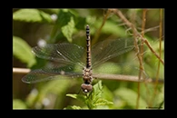 Selysiothemis nigra, thumbnail 6 / 20