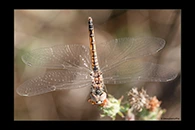 Selysiothemis nigra, thumbnail 7 / 20