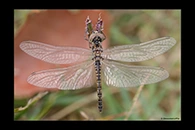 Selysiothemis nigra, thumbnail 9 / 20