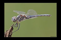 Selysiothemis nigra, thumbnail 10 / 20