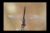 Selysiothemis nigra, thumbnail 11 / 20
