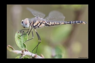 Selysiothemis nigra, thumbnail 12 / 20