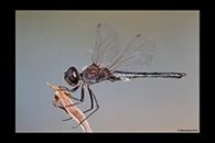 Selysiothemis nigra, thumbnail 13 / 20
