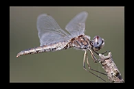Selysiothemis nigra, thumbnail 15 / 20